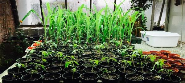 Truvia Plants from Sweetener Research